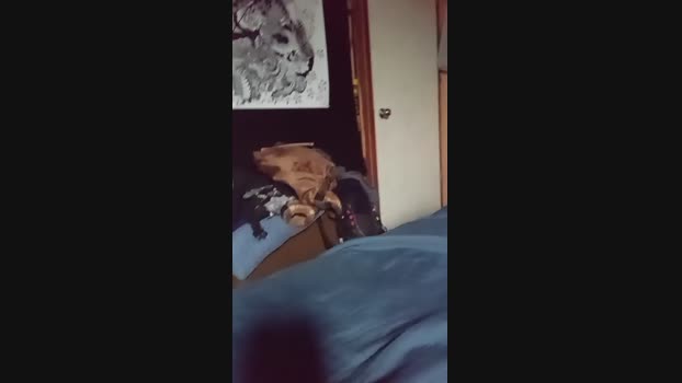 amaranto1