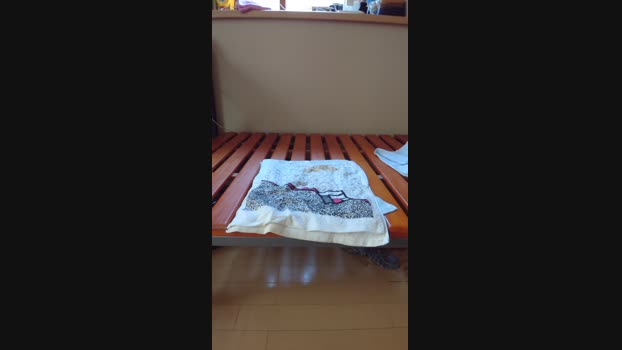 t_ky_TARO  16-07-2023