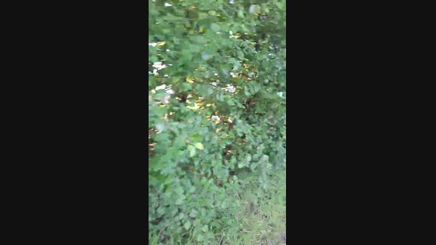 widder35  06-09-2023