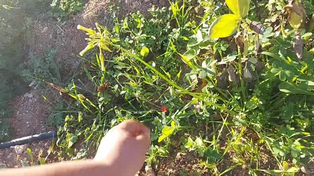 Xicodenia 01-02-2024