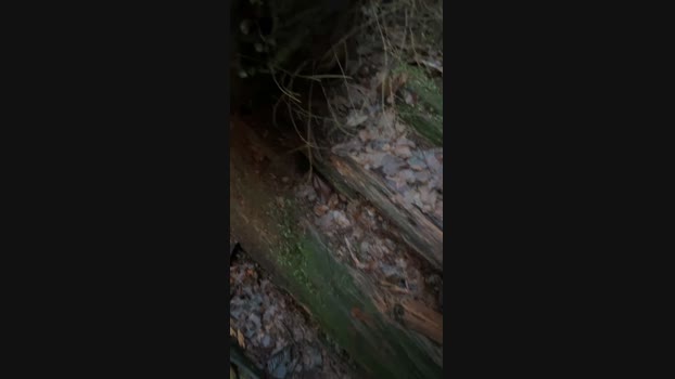 Diegomorbo_str 14-02-2024