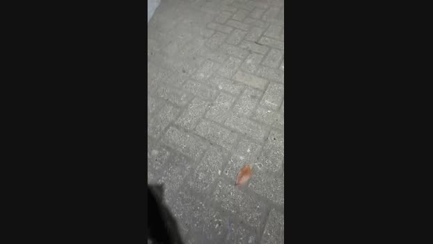 BlackCockBig19 03-03-2024