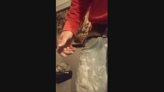 italiawolf Cam4 25-03-2024 Males