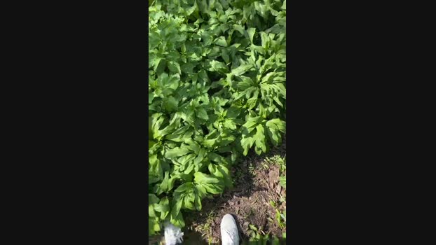 videocamm Cam4 06-04-2024 Males