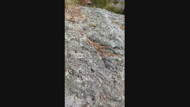 fuje Cam4 26-05-2024 Males