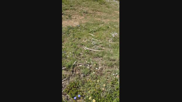 polli_play Cam4 16-06-2024 Males