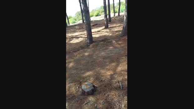 calabroSila Cam4 25-06-2024 Males
