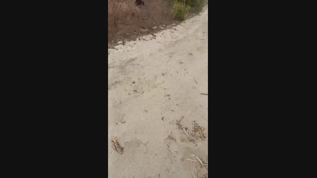 calabroSila Cam4 25-06-2024 Males