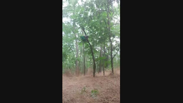 faraon47 Cam4 26-06-2024 Males