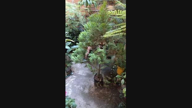 Sexylatinogay Cam4 06-09-2024 Males