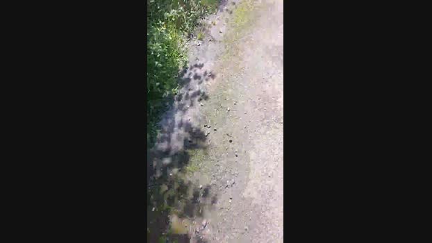 liegeois Cam4 14-09-2024 Males