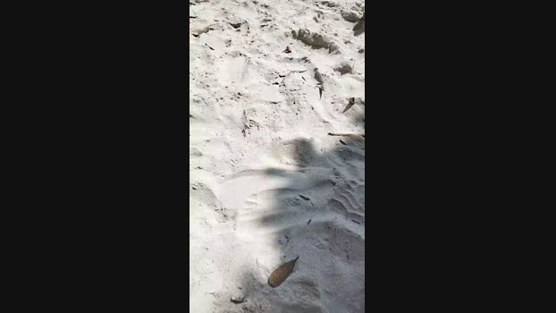 Gatonota Cam4 23-09-2024 Males