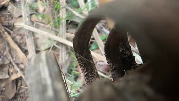 Guapospollon23c Cam4 25-10-2024 Males