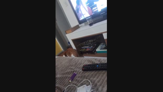 GusKanine lush Webcam SHOW @ Cam4 15-11-2024