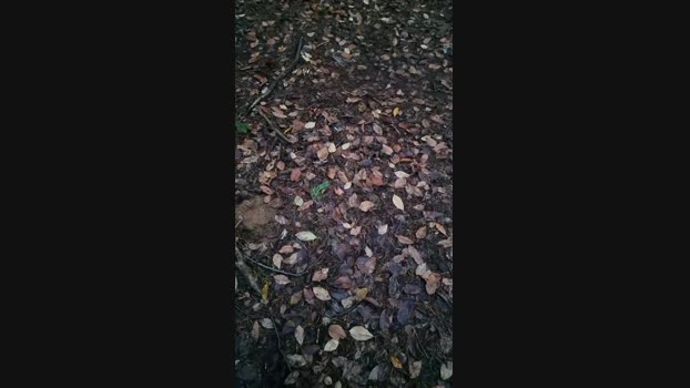 Outdoorgeil1 Ass Webcam SHOW @ Cam4 01-12-2024