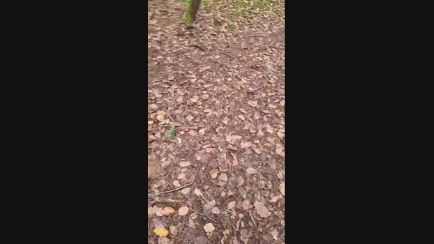 Outdoorgeil1 sexykitty Webcam SHOW @ Cam4 12-12-2024