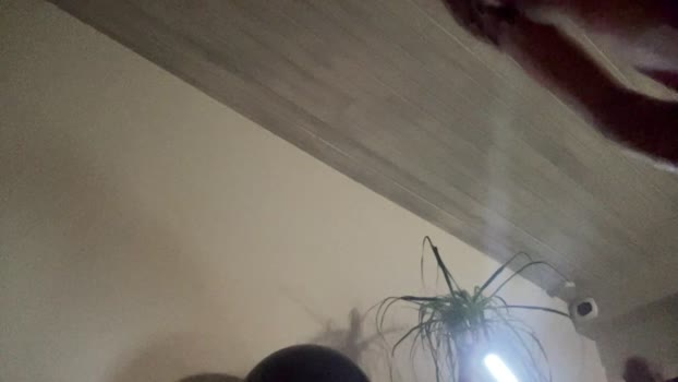 DarksPIGS show Webcam SHOW @ Cam4 28-03-2025
