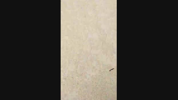 Gatonota Ass Webcam SHOW @ Cam4 11-04-2025