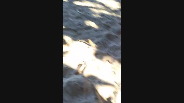 Gatonota harddick Webcam SHOW @ Cam4 20-05-2025
