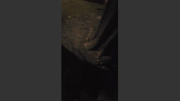 pollen_07 big Webcam SHOW @ Cam4 06-07-2025