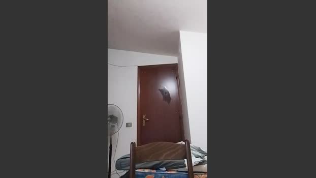 casertaxxx horny Webcam SHOW @ Cam4 17-07-2025
