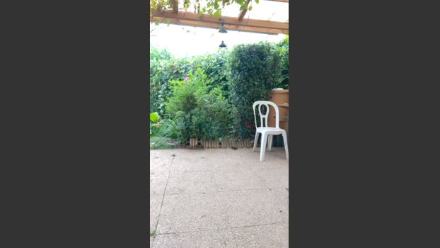 tomsauwer hardcore Webcam SHOW @ Cam4 15-08-2025