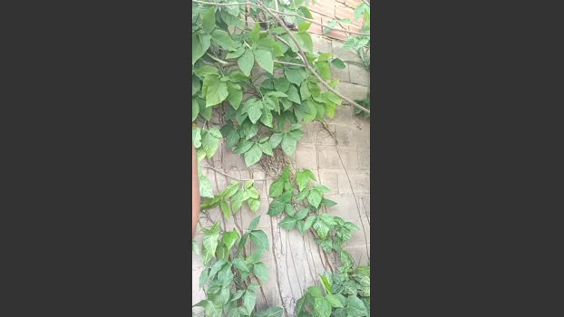 hotboy1955 kinky Webcam SHOW @ Cam4 24-09-2025