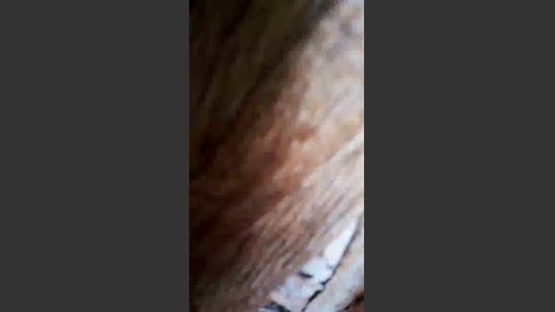rodovlaz big Webcam SHOW @ Cam4 12-11-2025
