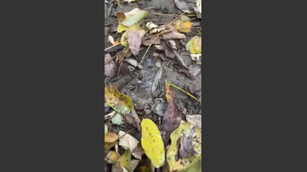 porcobg18 jerkoff Webcam SHOW @ Cam4 15-11-2025