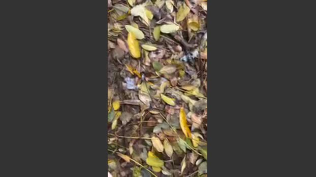 porcobg18 big Webcam SHOW @ Cam4 17-11-2025