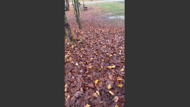porcobg18 toy Webcam SHOW @ Cam4 17-11-2025