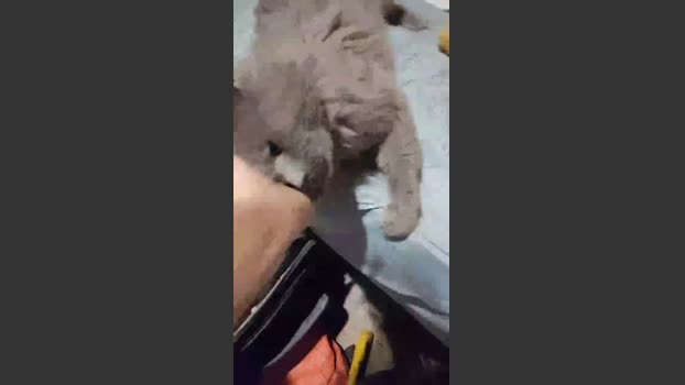 richie00731 jerking Webcam SHOW @ Cam4 30-11-2025