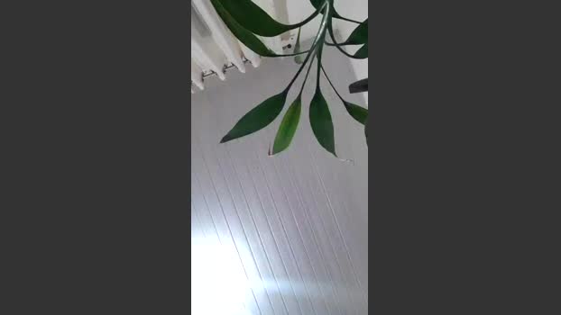 Hayquaza ass Webcam SHOW @ Cam4 10-12-2025