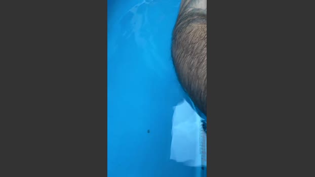 bearcitos bigass Webcam SHOW @ Cam4 29-12-2025