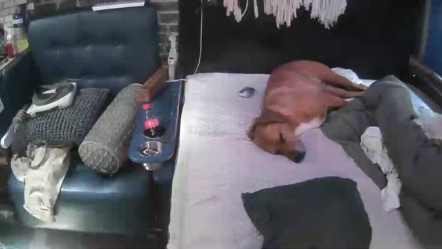 porobellocrown bigtoys Webcam SHOW @ Cam4 01-01-2026