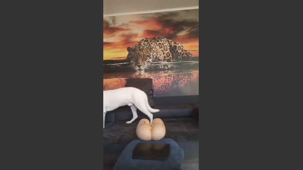 Patrick50226 lush Webcam SHOW @ Cam4 09-01-2026