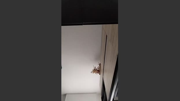 verybigdick7 suck Webcam SHOW @ Cam4 29-01-2026