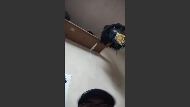 MrDante6699 fuckhard Webcam SHOW @ Cam4 02-02-2026