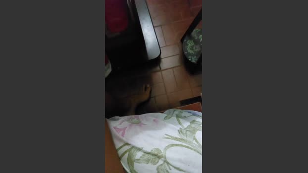 pi_be blowjob Webcam SHOW @ Cam4 21-02-2026