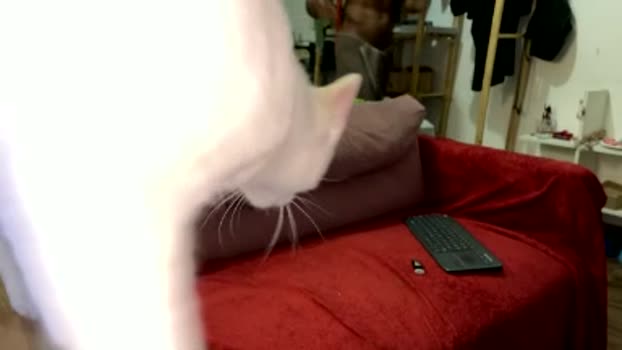gerson229 hardcore Webcam SHOW @ Cam4 02-03-2026