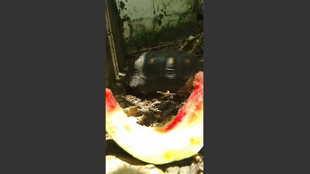 MONSTER777DADDY 28-04-2026 Male Cap sweet twink spanking big