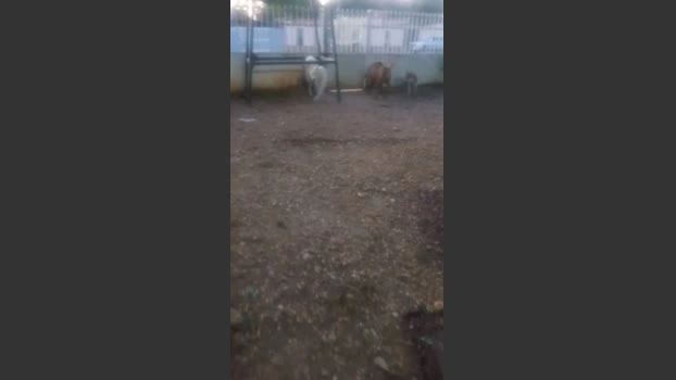 MONSTER777DADDY 28-05-2026 Male Cap sexyfeet kinky ass handsome