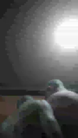 bicoponcam4  29-12-2020