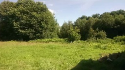 lepamplemous  07-07-2020