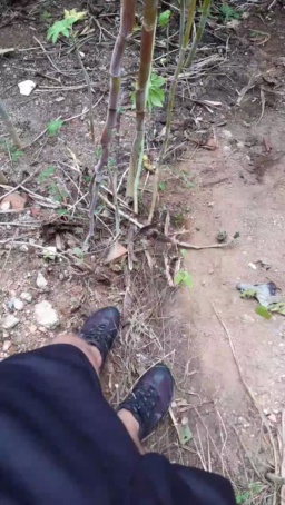 Synbaherrera  10-06-2020