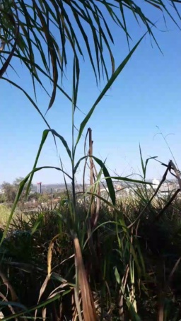 Synbaherrera  05-08-2020